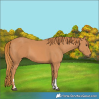 Horse Color:Chestnut Sabino 
