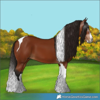 Horse Color:Gray Bay Splash Tobiano 
