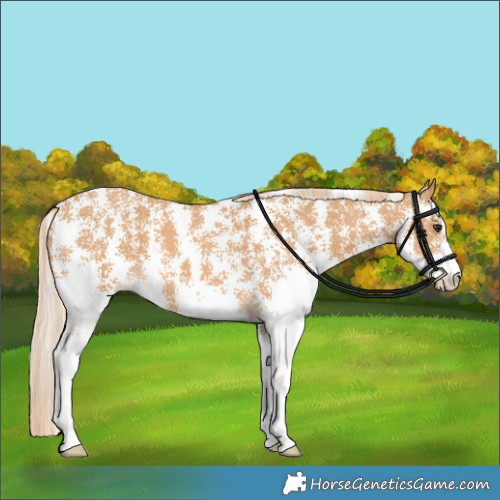 Horse Color:Chestnut Sabino