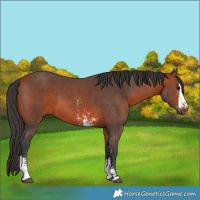 Horse Color:Bay Sabino 