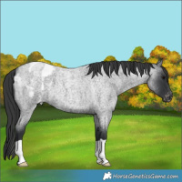 Horse Color:Blue Roan Appaloosa 