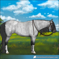 Horse Color:Blue Roan Blanket 
