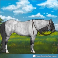 Horse Color:Blue Roan Blanket 