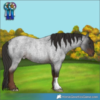 Horse Color:Liver Red Roan Rabicano 