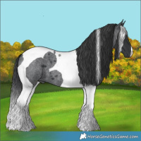 Horse Color:Blue Roan Tobiano 