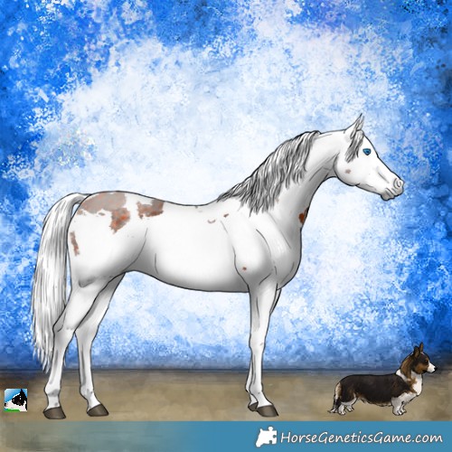 Horse Color:Silver Brown Harlequin Merle 
