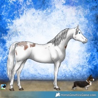Horse Color:Silver Brown Harlequin Merle 