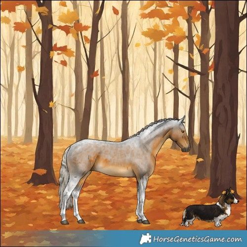 Horse Color:Gray Silver Buckskin