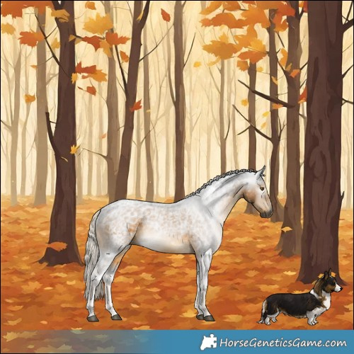 Horse Color:Gray Silver Buckskin