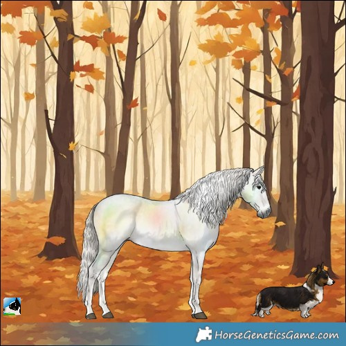 Horse Color:Gray Silver Smoky Blue Onyx 