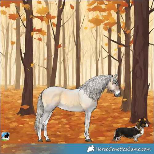 Horse Color:Gray Silver Smoky Blue Onyx 