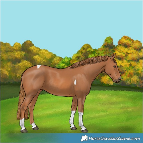 Horse Color:Chestnut Tobiano Rabicano