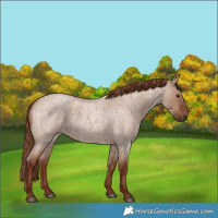 Horse Color:Red Dun Roan 