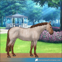 Horse Color:Red Dun Roan 