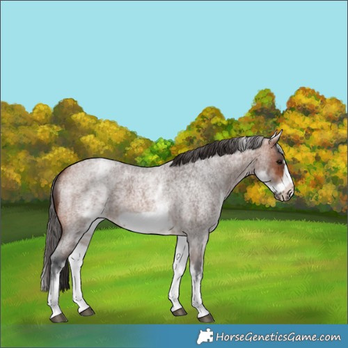 Horse Color:White Spotted Bay Roan Frame