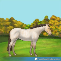 Horse Color:Amber Cream Champagne Roan