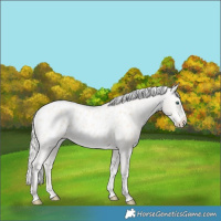Horse Color:Cremello Blanket 