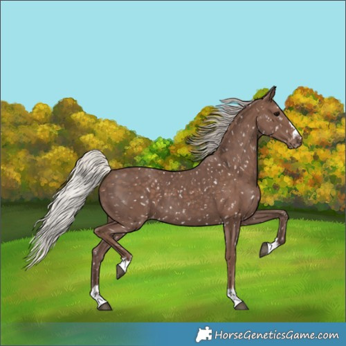 Horse Color:Silver Black Appaloosa