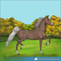 Horse Color:Silver Black Appaloosa