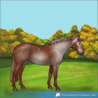 Horse Color:Gray Chestnut 