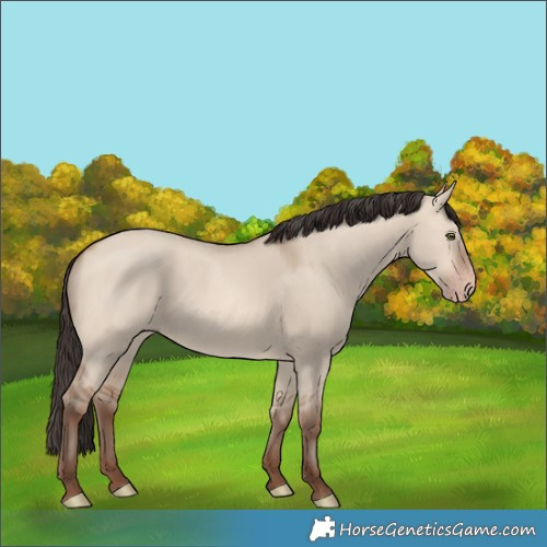 Horse Color:Amber Champagne Dun 