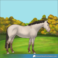 Horse Color:Amber Champagne Dun