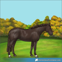 Horse Color:Liver Chestnut 