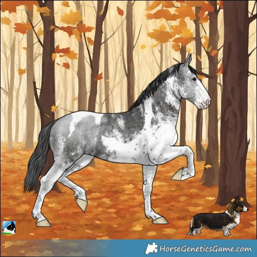 Horse Color:White Spotted Black Ice Tobiano Rabicano