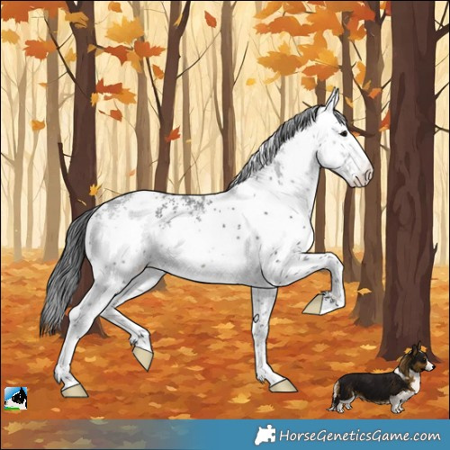 Horse Color:White Spotted Black Rabicano