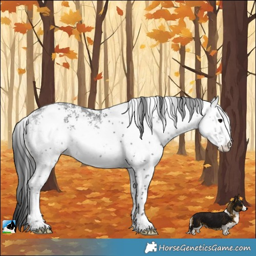 Horse Color:White Spotted Black Rabicano