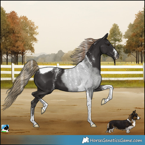 Horse Color:Powder White Liver Chestnut Tobiano