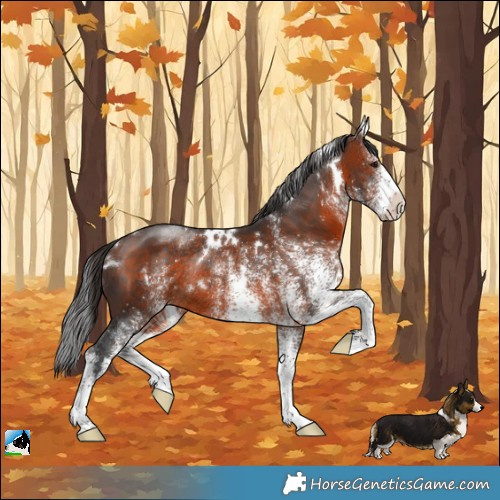 Horse Color:White Spotted Brown Rabicano