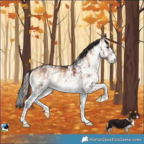 Horse Color:White Spotted Brown Onyx Rabicano 