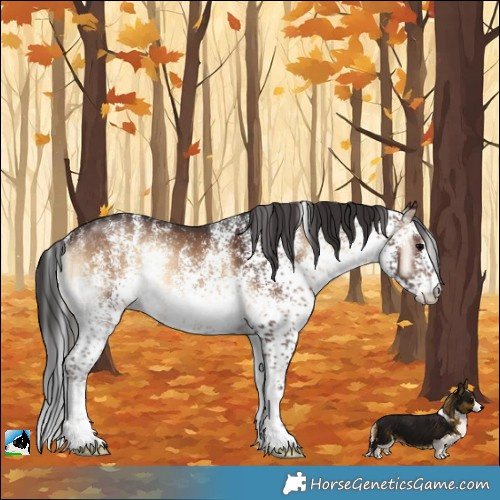 Horse Color:White Spotted Brown Onyx Rabicano 
