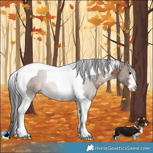 Horse Color:White Spotted Brown Tobiano Rabicano
