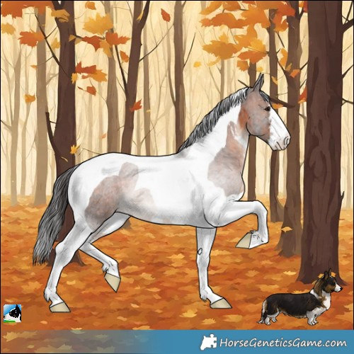 Horse Color:White Spotted Brown Tobiano Rabicano 