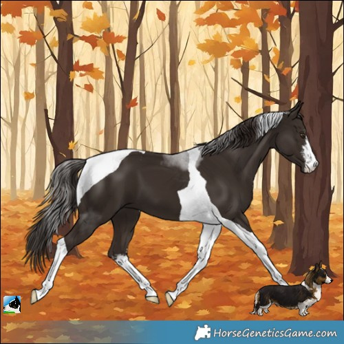 Horse Color:White Spotted Liver Chestnut Tobiano 