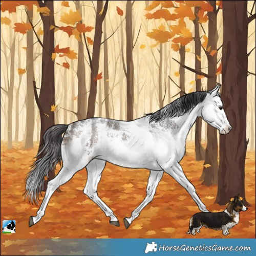 Horse Color:White Spotted Brown Rabicano 
