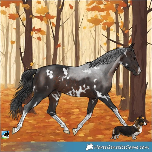Horse Color:White Spotted Brown Rabicano