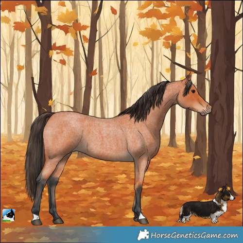 Horse Color:Bay Roan 