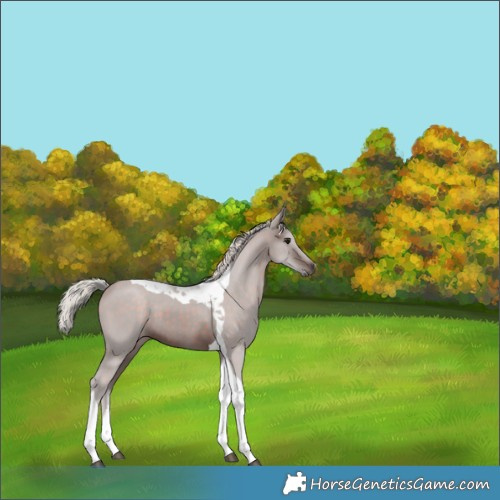 Horse Color:Silver Brown Tobiano 