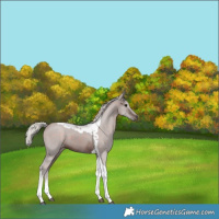 Horse Color:Silver Brown Tobiano