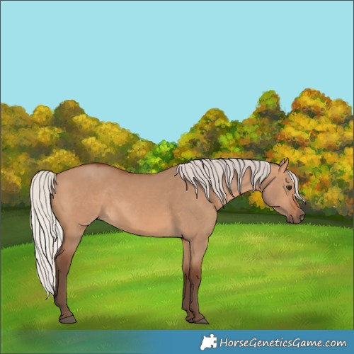 Horse Color:Silver Bay Dun 