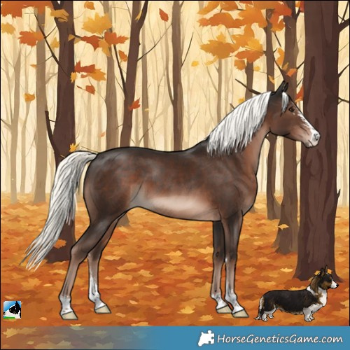 Horse Color:Liver Chestnut Mushroom Sabino 