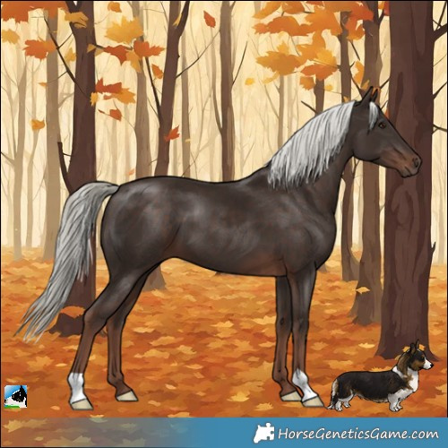 Horse Color:Liver Chestnut Mushroom 