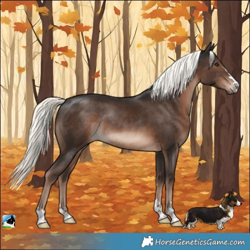 Horse Color:Liver Chestnut Mushroom Rabicano