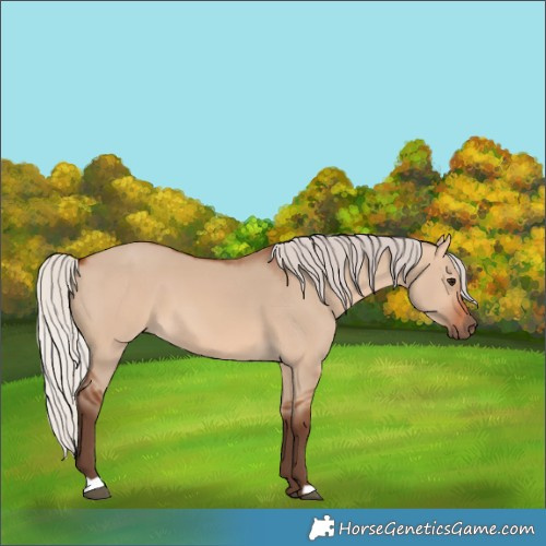 Horse Color:Silver Bay Dun 