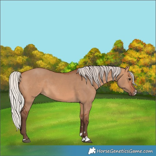 Horse Color:Silver Bay Dun 