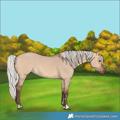 Horse Color:Silver Bay Dun