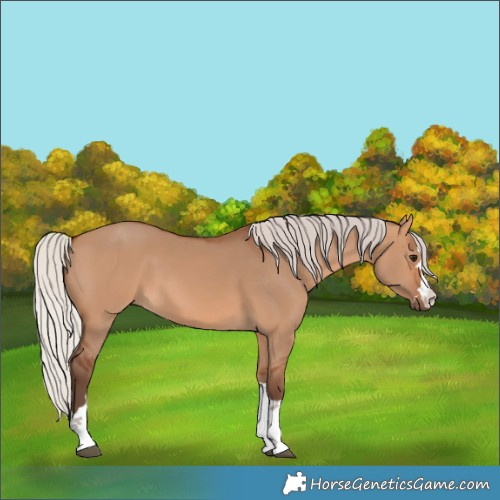 Horse Color:Silver Bay Dun 